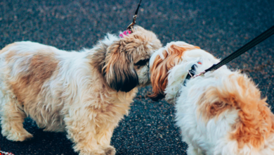 Why Do Dogs Sniff Each Others’ Butts